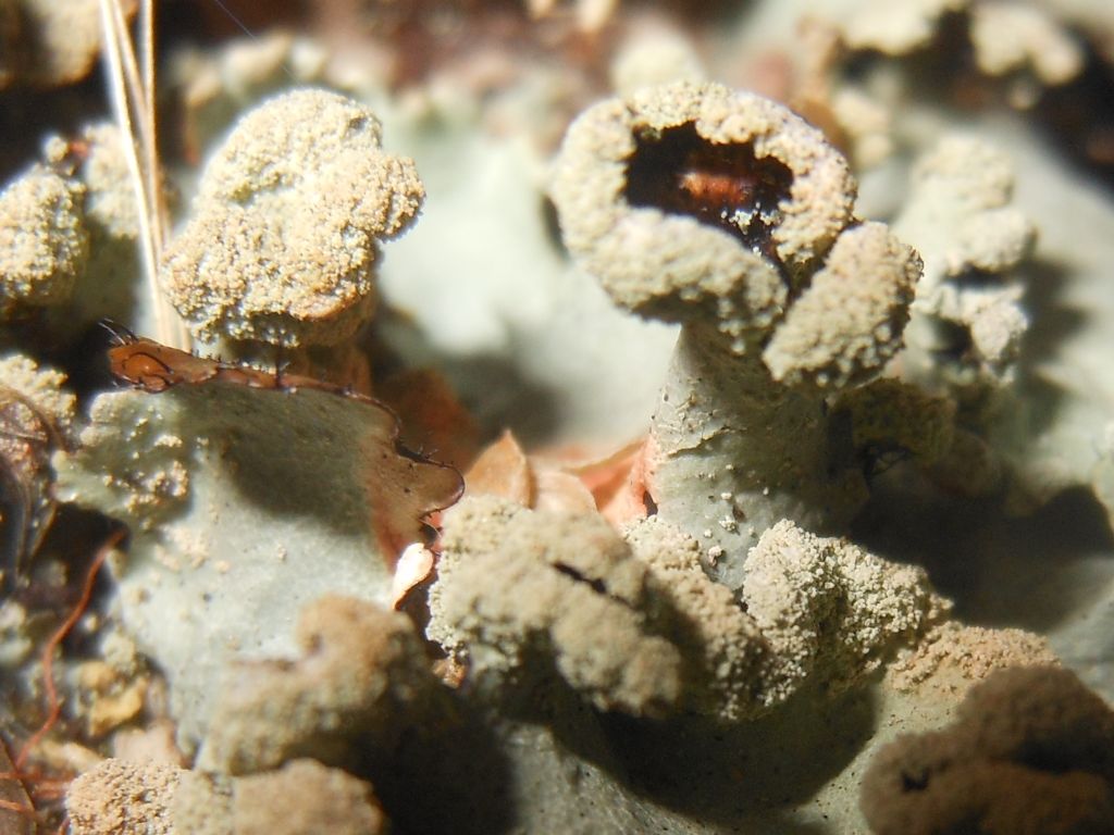 Parmotrema sp.  su granito